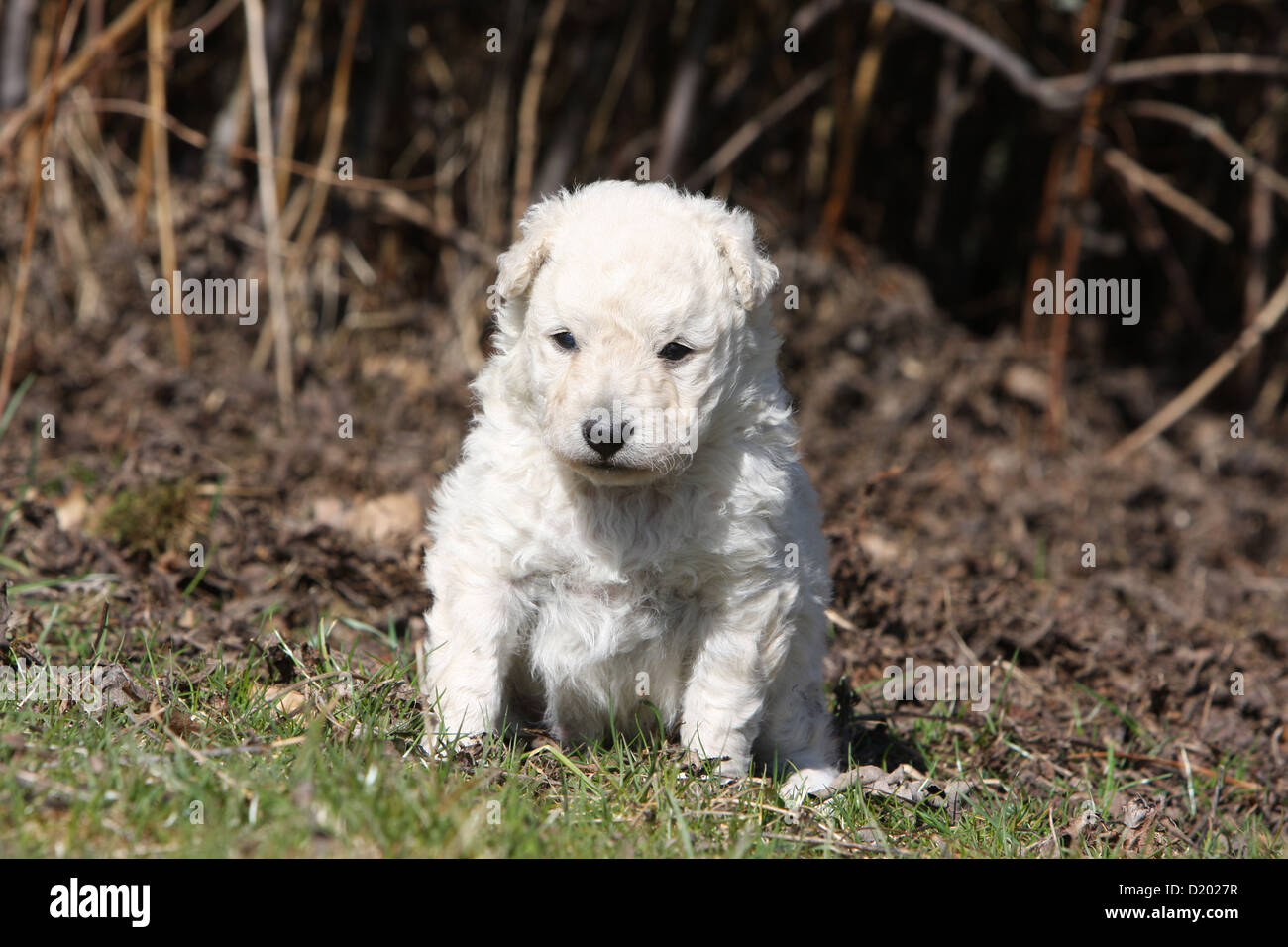 Dog Mudi (Hungarian sheepdog) puppy white sitting in the grass Stock Photo