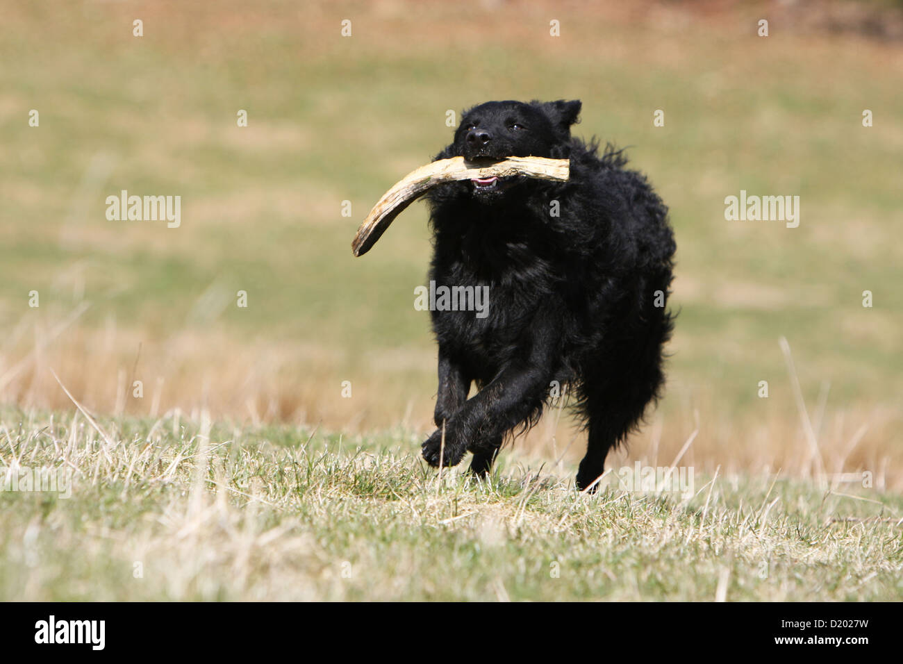 Dog Mudi (Hungarian sheepdog) adult black running with a stick Stock Photo