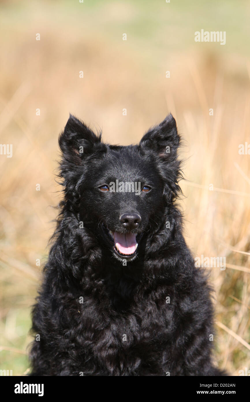 Dog Mudi (Hungarian sheepdog) adult black portrait Stock Photo
