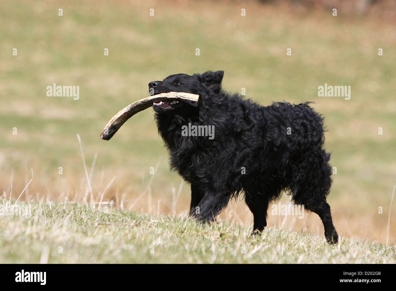 Dog Mudi (Hungarian sheepdog) adult black running with a stick Stock Photo