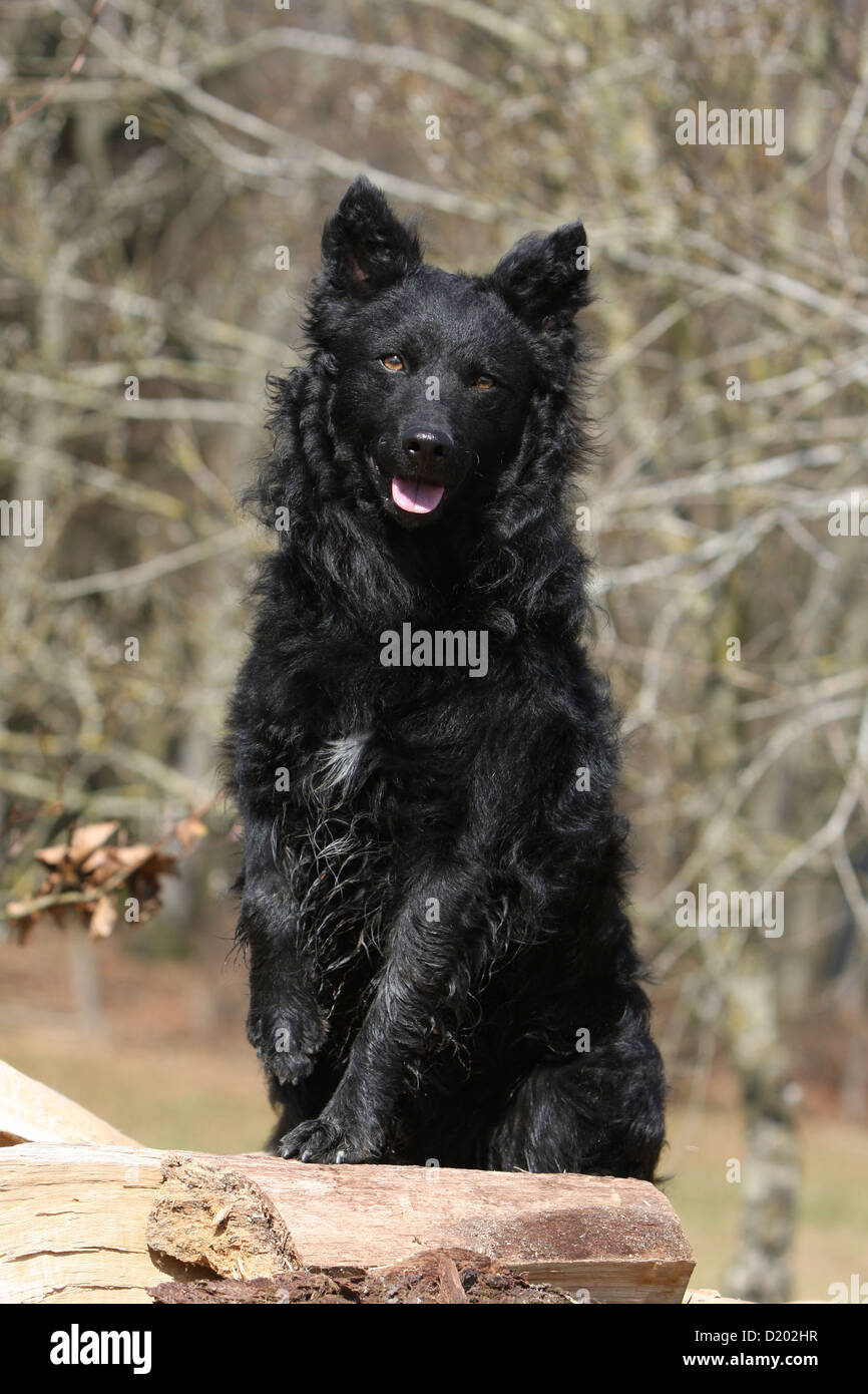 Dog Mudi (Hungarian sheepdog) adult black sitting paw raised Stock Photo