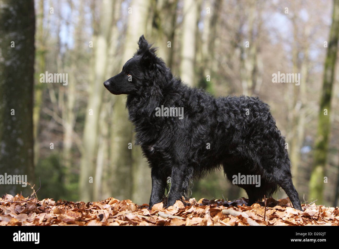 Dog Mudi (Hungarian sheepdog) adult black standard profile Stock Photo