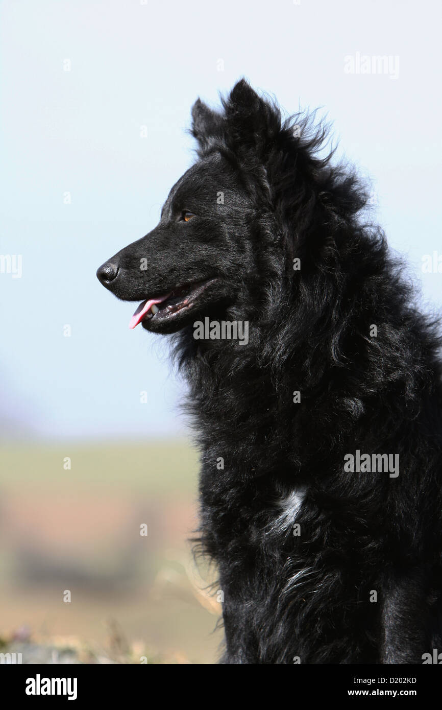 Dog Mudi (Hungarian sheepdog) adult black portrait profile Stock Photo