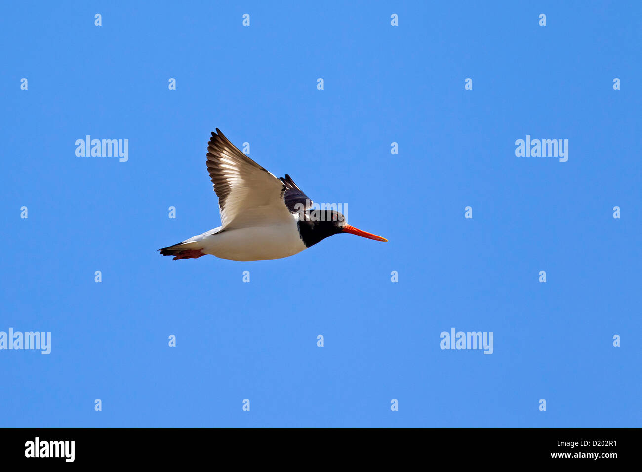 Common Pied Oystercatcher / Eurasian Oystercatcher (Haematopus