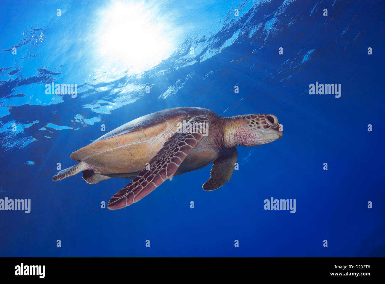 Green Sea Turtle Chelonia mydas swimming over a Coral Reef, Coral Sea, Great Barrier Reef, Pacific Ocean, Queensland Australia Stock Photo