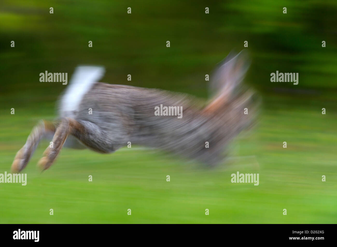 European rabbit / common rabbit (Oryctolagus cuniculus) running fast in ...