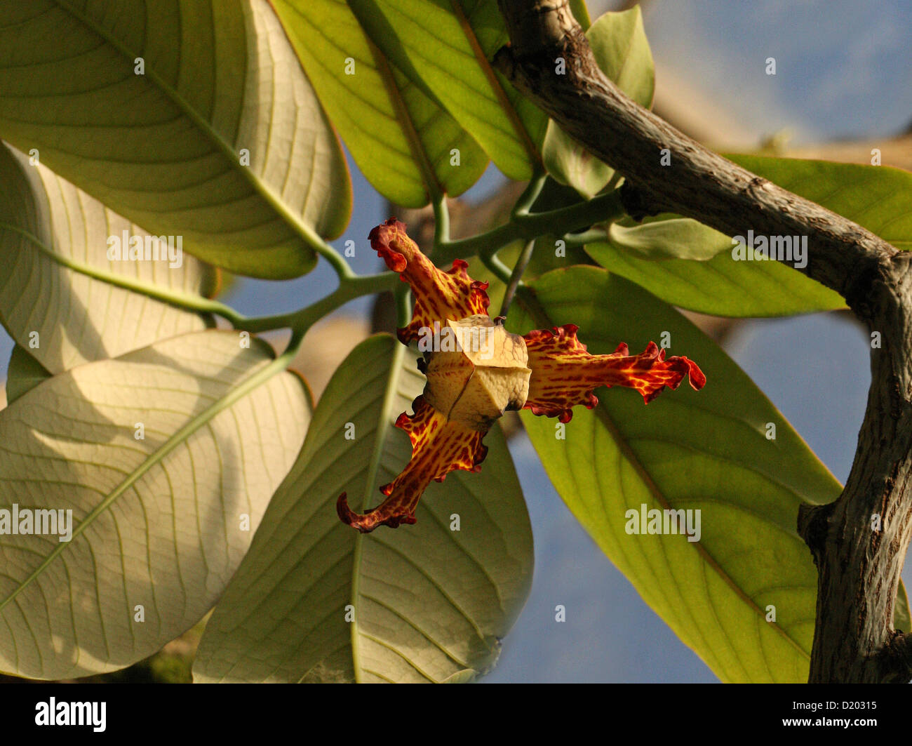 Nutmeg tree hires stock photography and images Alamy