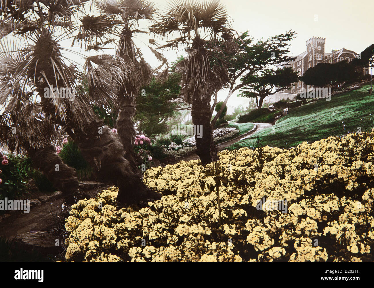 Palm trees at the garden of a manor house, Torquay, Devon, Southern