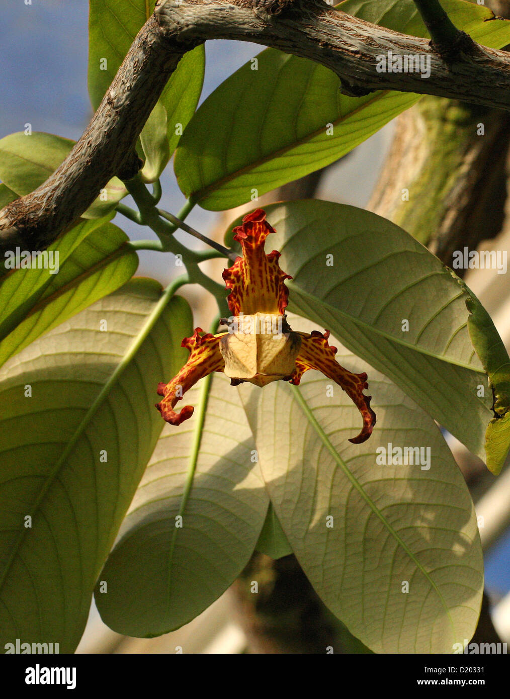 Flower of the African Orchid Nutmeg Tree, Monodora myristica, Annonaceae, aka Jamaica Nutmeg or Calabash Nutmeg. Africa. Stock Photo