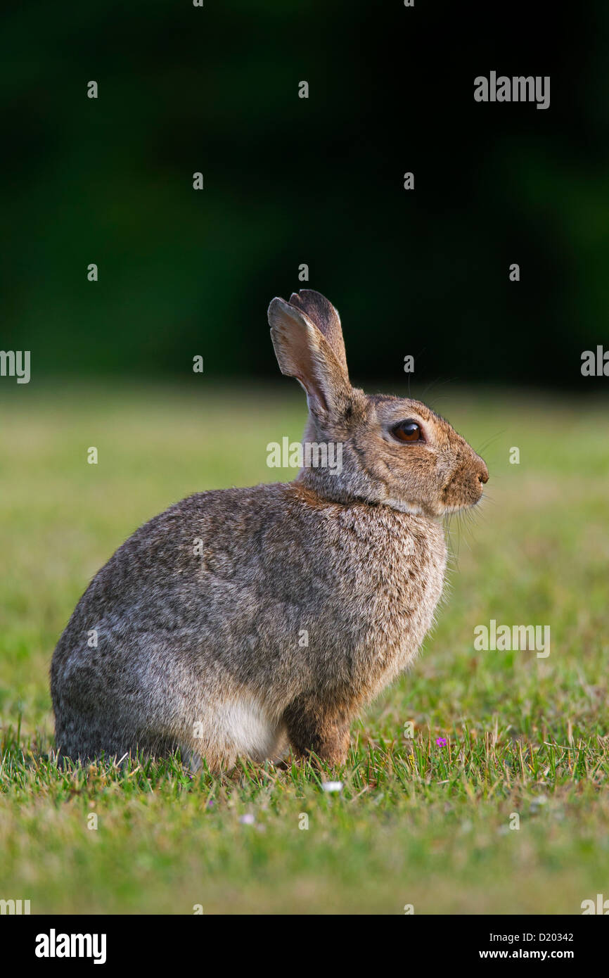 European rabbit / common rabbit (Oryctolagus cuniculus) sitting in ...