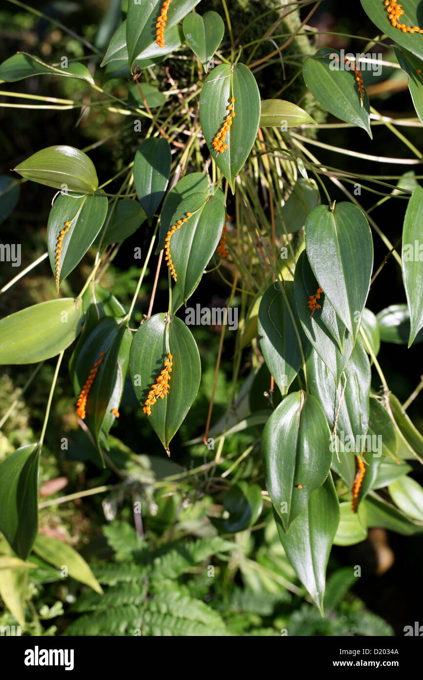 Orchid, Pleurothallis truncata, Orchidaceae.  Ecuador, South America. Syn. Humboltia truncata. Stock Photo