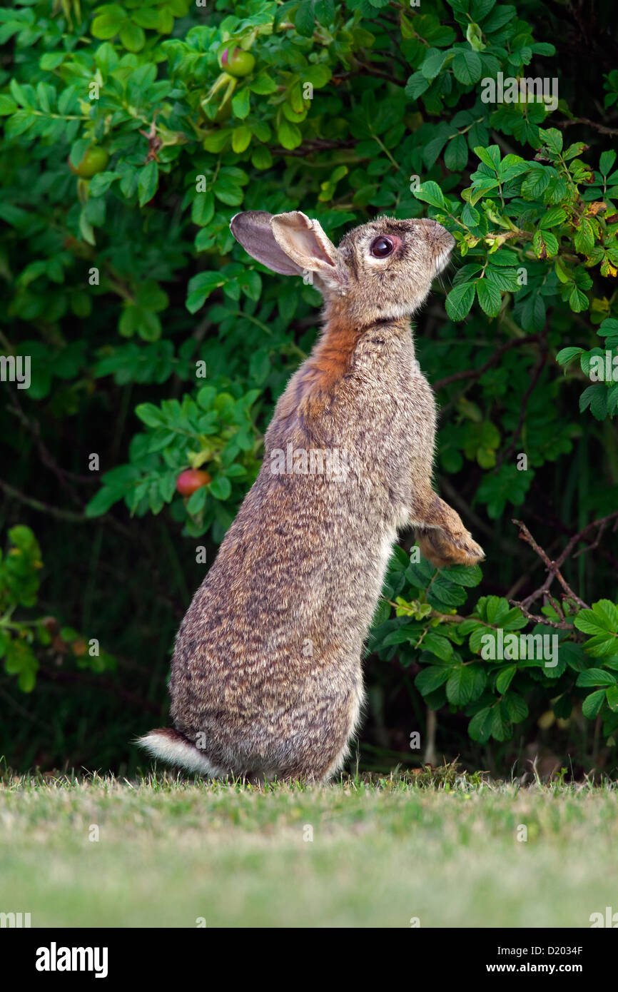 Young Dwarf Rabbit - munching a Parsley leaf Stock Photo - Alamy