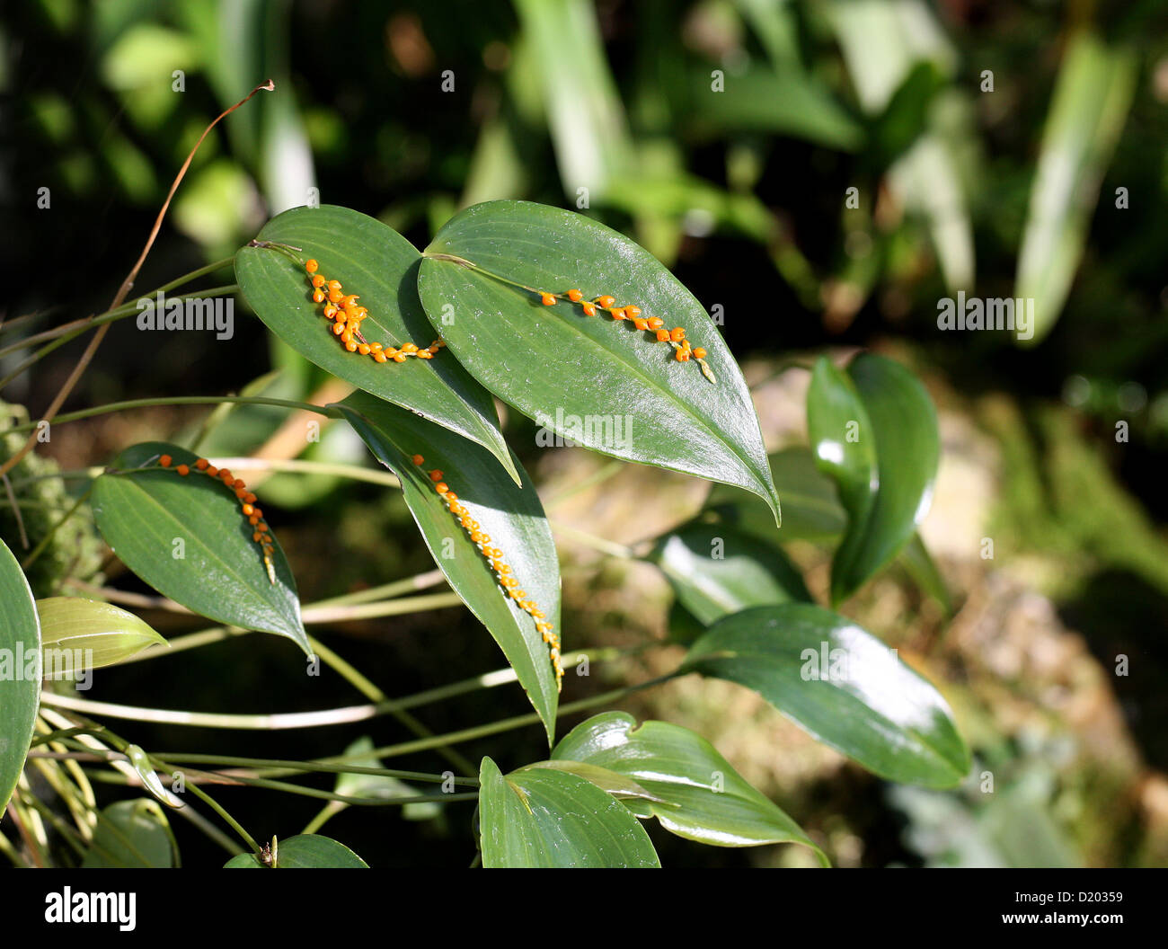 Orchid, Pleurothallis truncata, Orchidaceae.  Ecuador, South America. Syn. Humboltia truncata. Stock Photo