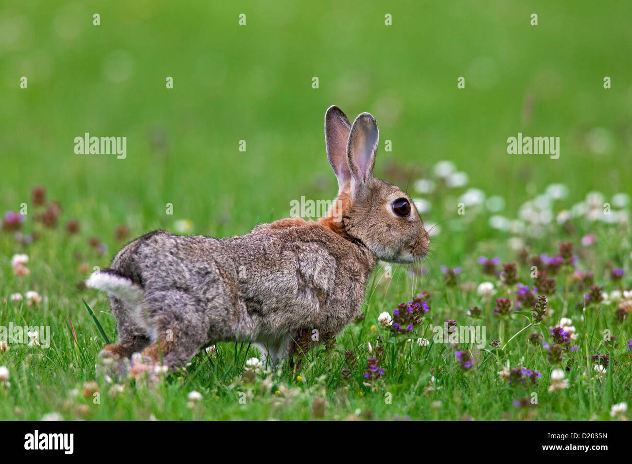 European rabbit / common rabbit (Oryctolagus cuniculus) stretching limbs in field with wildflowers Stock Photo