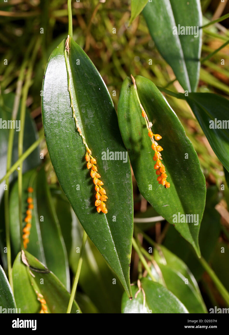 Orchid, Pleurothallis truncata, Orchidaceae.  Ecuador, South America. Syn. Humboltia truncata. Stock Photo