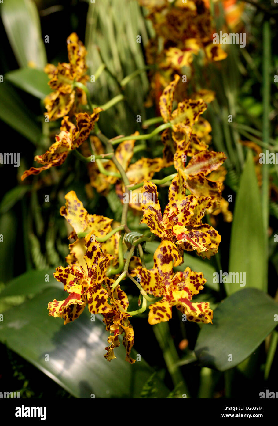 Tiger Orchid, Hybrid Odontocidium 'Hansueli Isler', Odontoglossum Burkhard Holm x Oncidium Tiger Hambuhren, Orchidaceae. Stock Photo