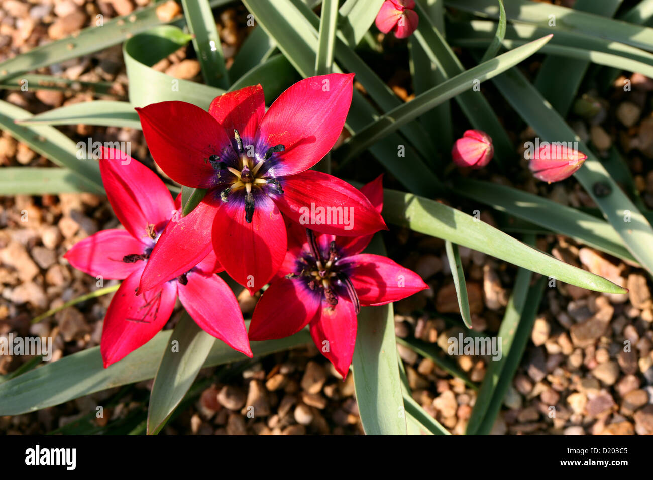Tulipa humilis "Alanya", Liliaceae. A Red Tulip from Iran and Turkey