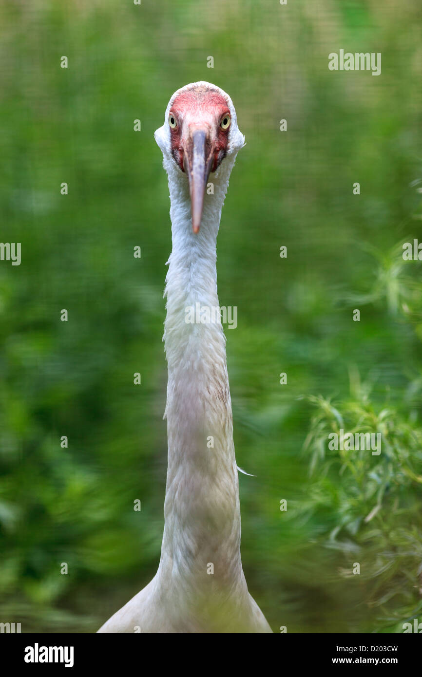 Grus leucogeranus (Leucogeranus leucogeranus), Siberian White Crane ...