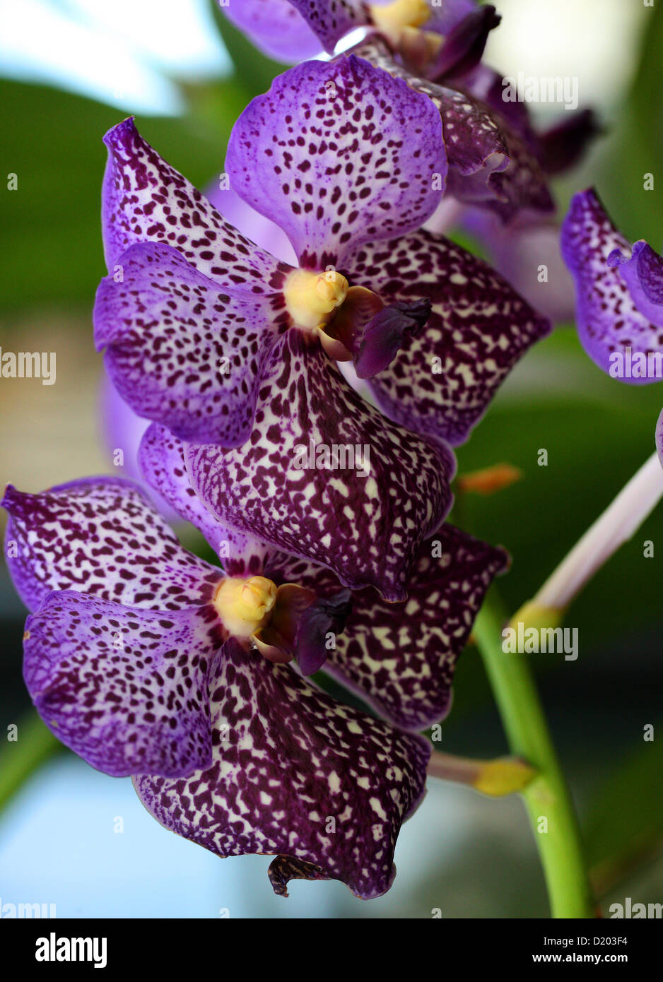 Vanda Hybrid Orchid, Cultivar, Vandeae, Orchidaceae. Stock Photo