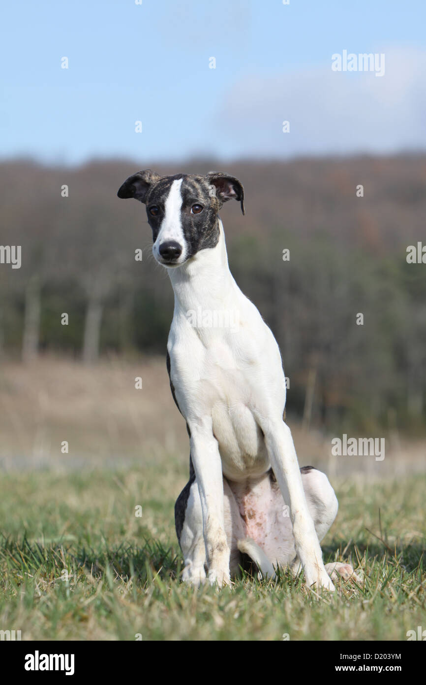 Dog Whippet (English Greyhound Miniature) adult sitting in a meadow