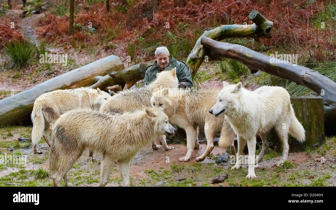 Man with pack of wolves, Wolfspark Werner Freund, City of wolves, Merzig, Saarland, Germany, Europe Stock Photo