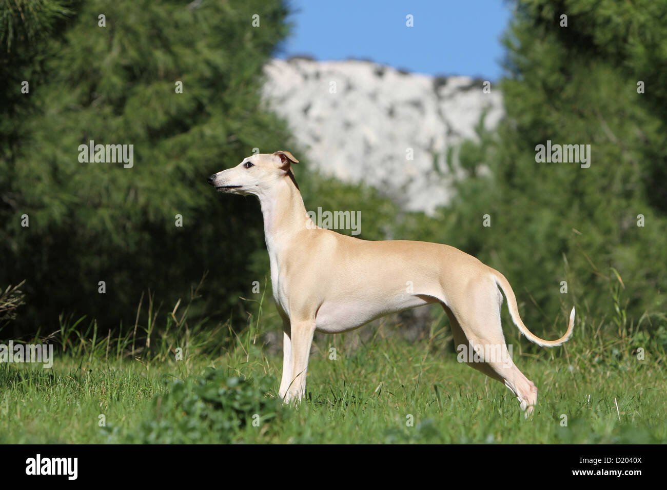 Dog whippet english greyhound miniature hires stock photography and