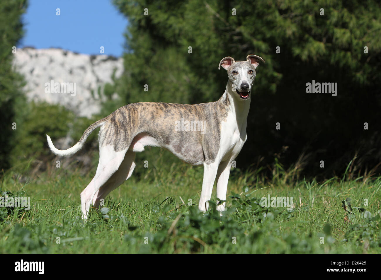 Dog whippet english greyhound miniature hires stock photography and