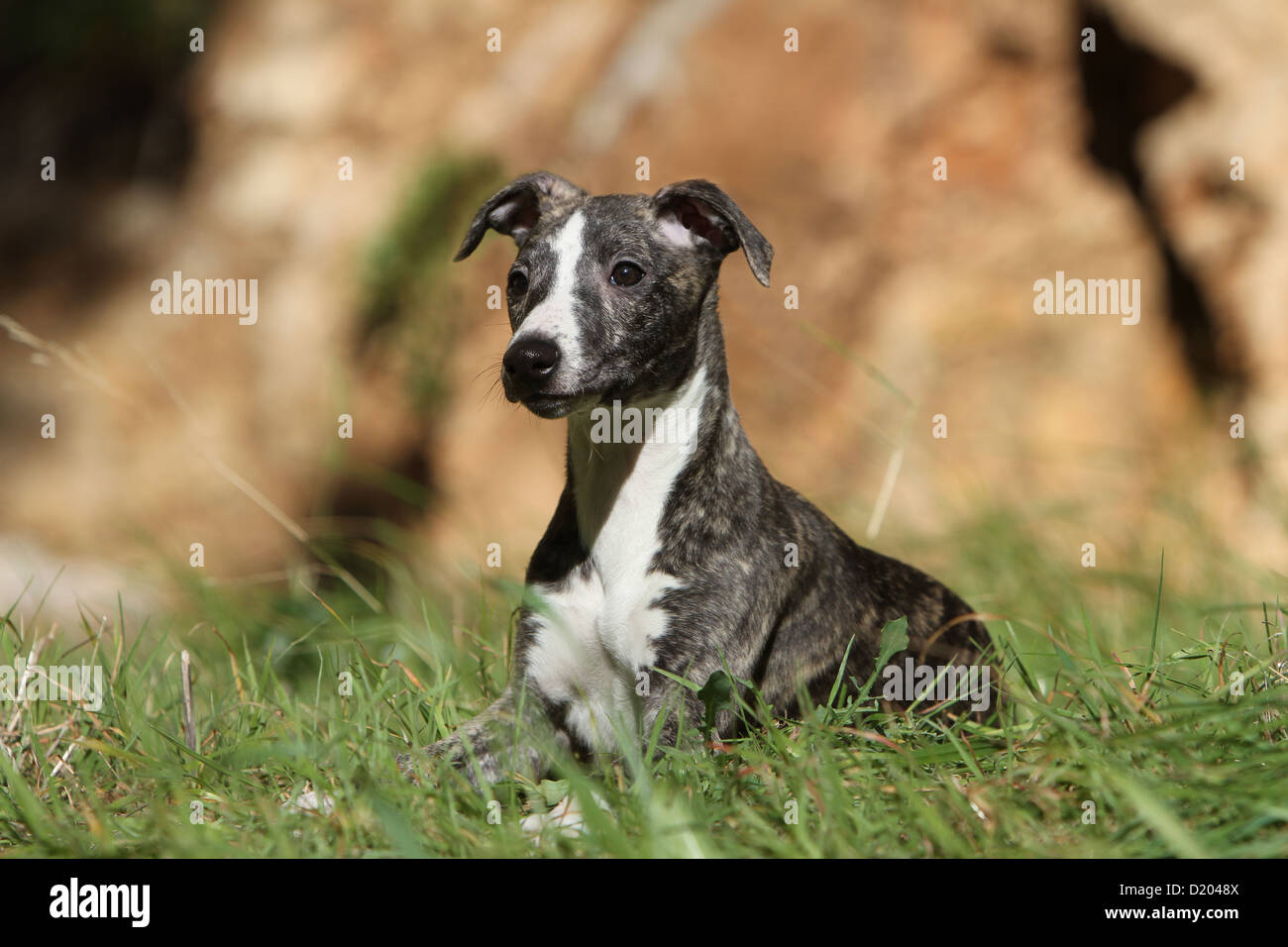 Dog whippet english greyhound miniature hires stock photography and