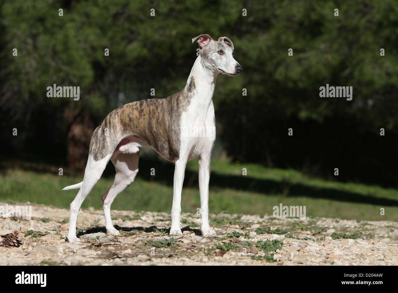 Dog Whippet (English Greyhound Miniature) adult standing on the ground