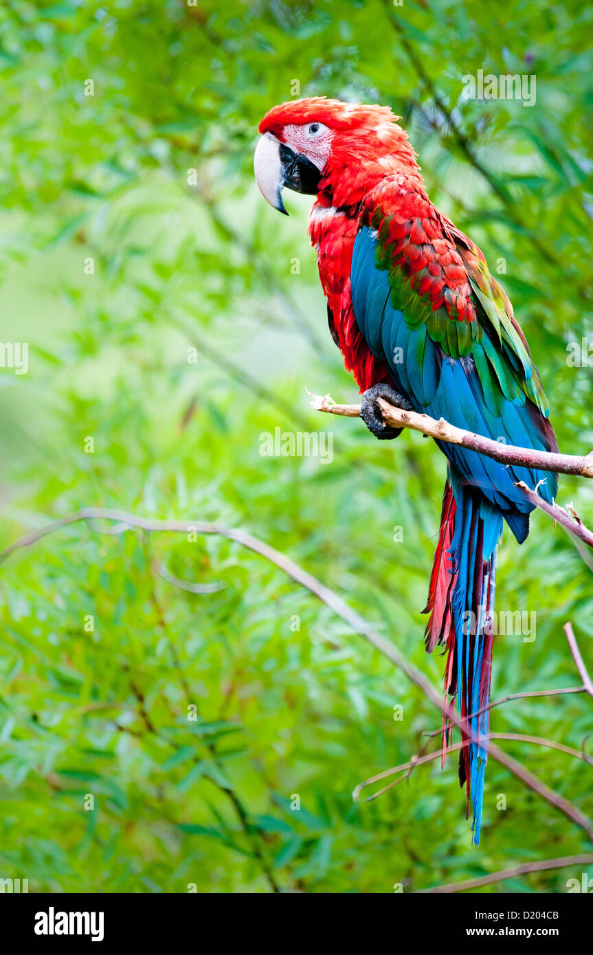 Green-winged macaw (lat. Ara chloroptera) Stock Photo
