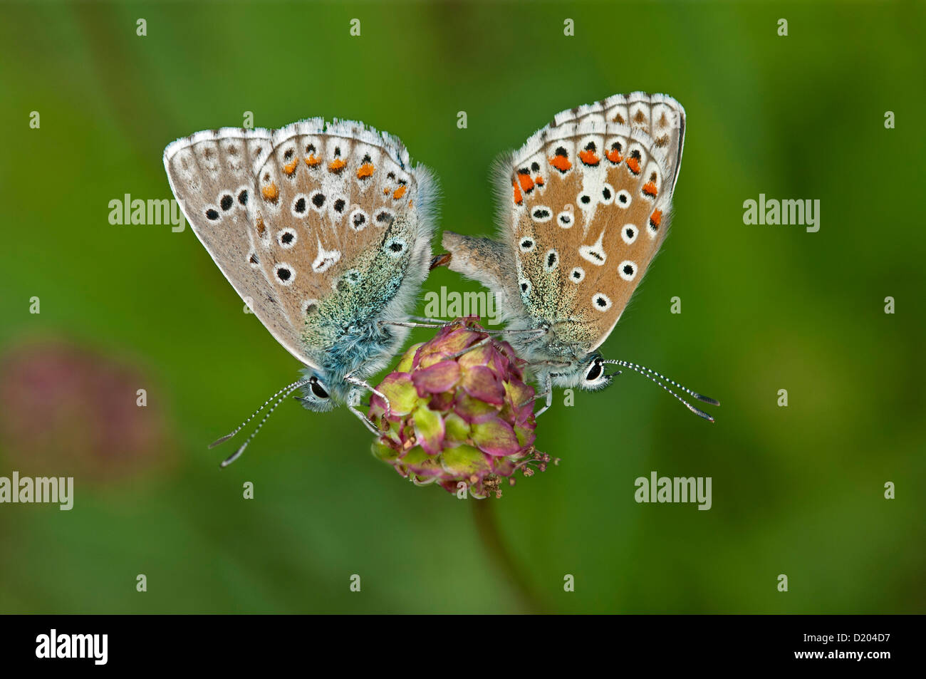 Mating Common Blue butterflies (Polymattus icarus Stock Photo Alamy