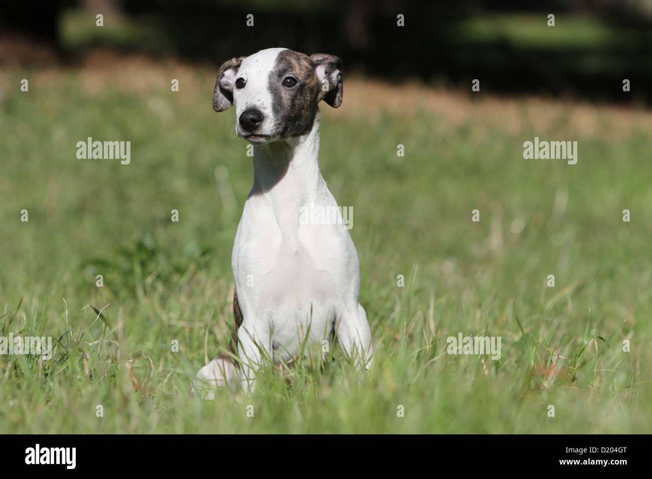 Dog Whippet (English Greyhound Miniature) puppy sitting in the grass
