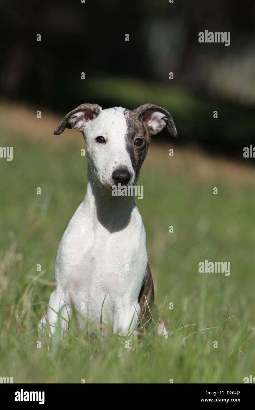 Dog whippet english greyhound miniature hires stock photography and