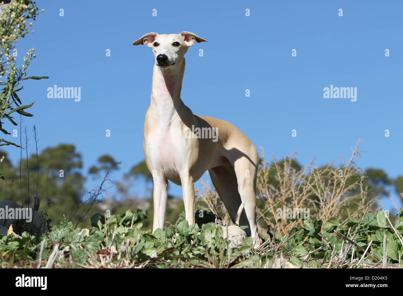 Dog Whippet (English Greyhound Miniature) adult standing in a meadow