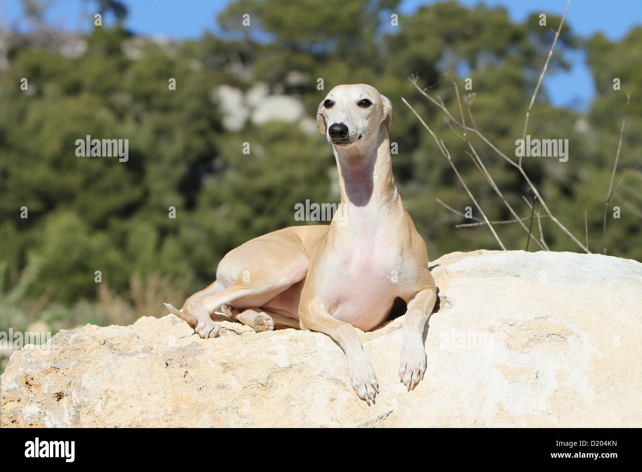 Dog Whippet (English Greyhound Miniature) adult lying on a rock Stock Photo
