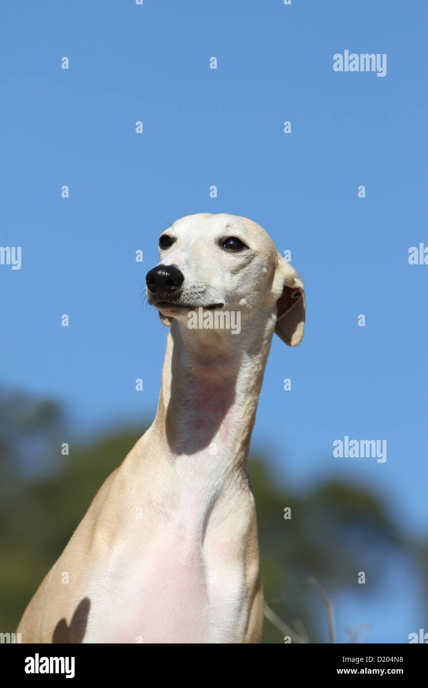 Dog Whippet ( English Greyhound Miniature) adult portrait Stock Photo