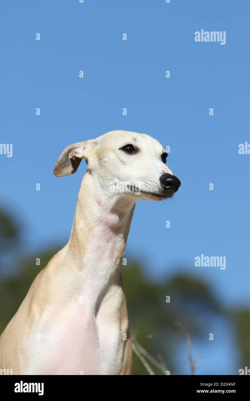 Dog whippet english greyhound miniature hires stock photography and