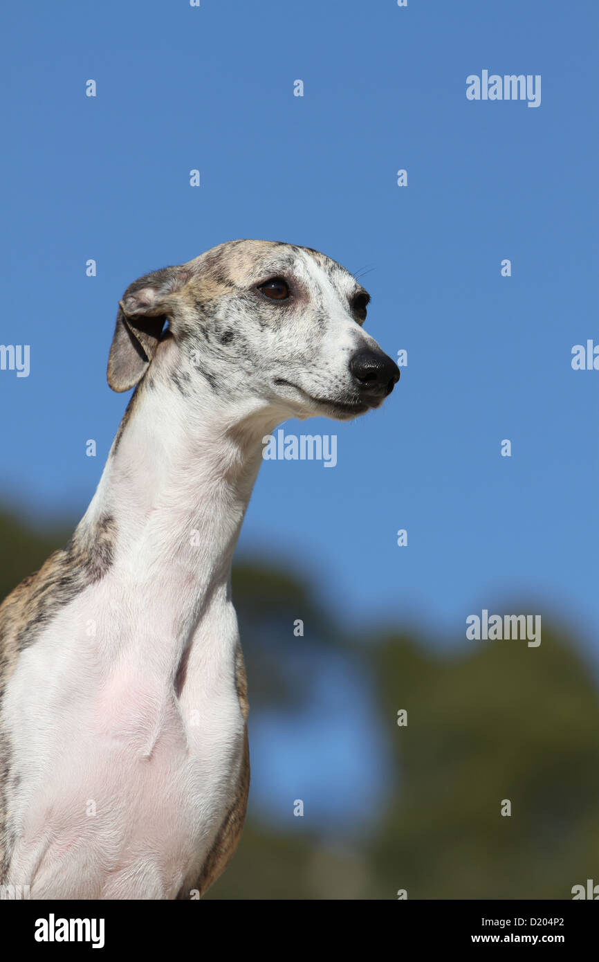 Dog Whippet ( English Greyhound Miniature) adult portrait Stock Photo