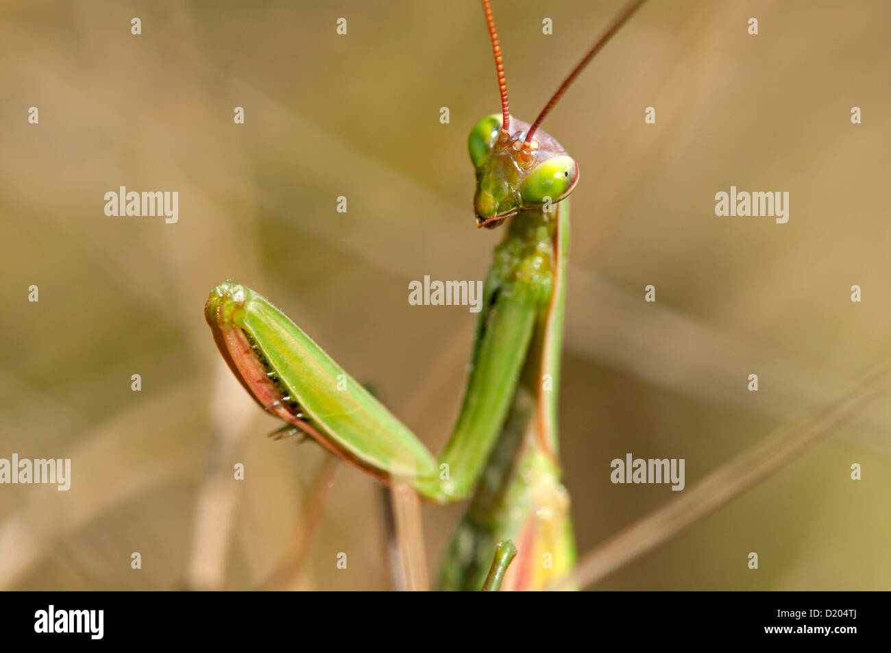 Praying mantis, Mantis religiosa Stock Photo