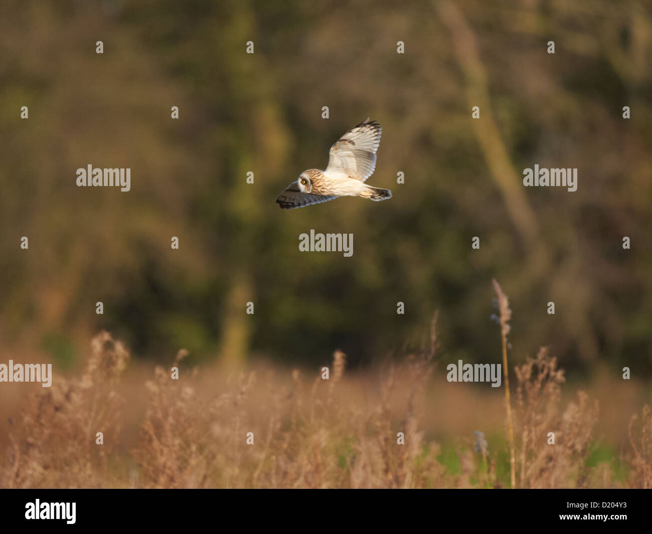 Short-eared owl in flight Stock Photo - Alamy