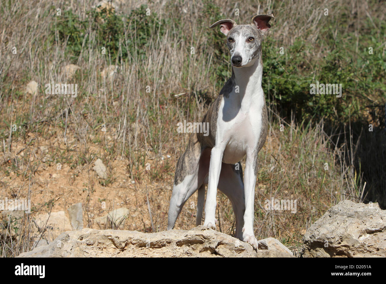 Dog Whippet English Greyhound Miniature adult standing on a rock