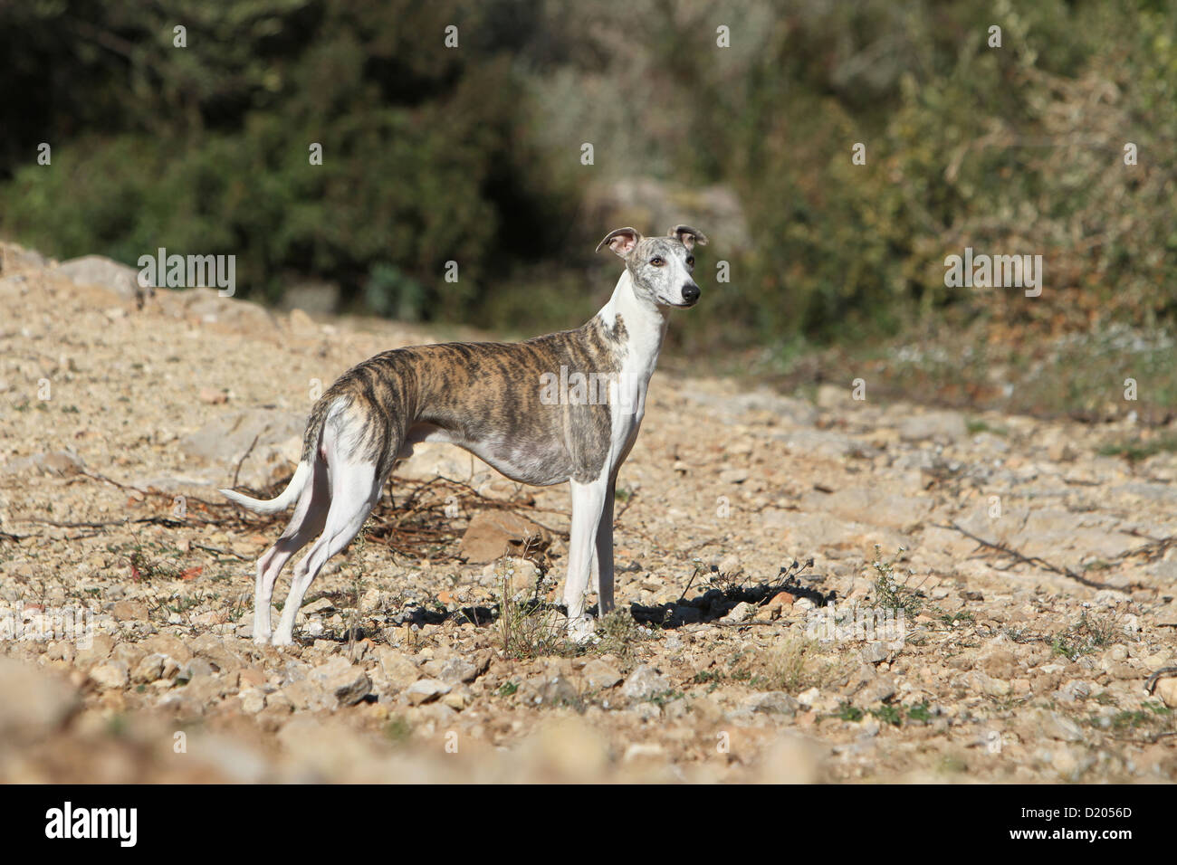 Dog Whippet (English Greyhound Miniature) adult standing Stock Photo