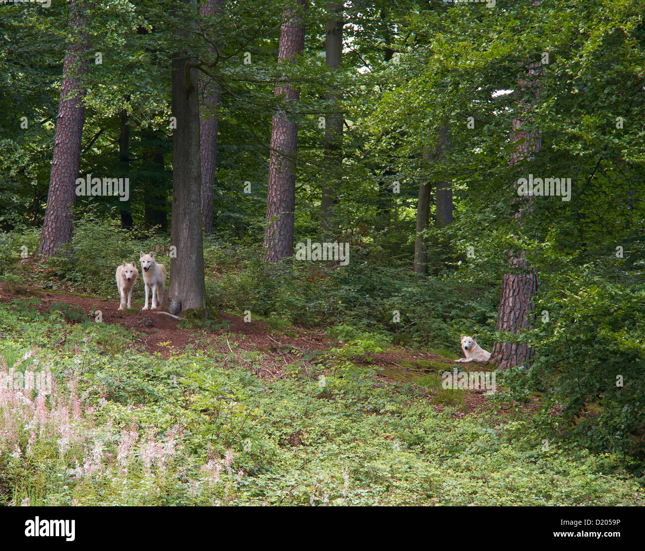 Wolves at the park Wolfspark Werner Freund, City of wolves, Merzig, Saarland, Germany, Europe Stock Photo