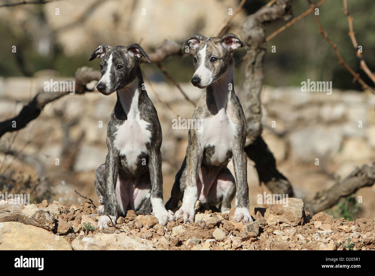 Dog Whippet (English Greyhound Miniature) two puppies standing on the rocks Stock Photo