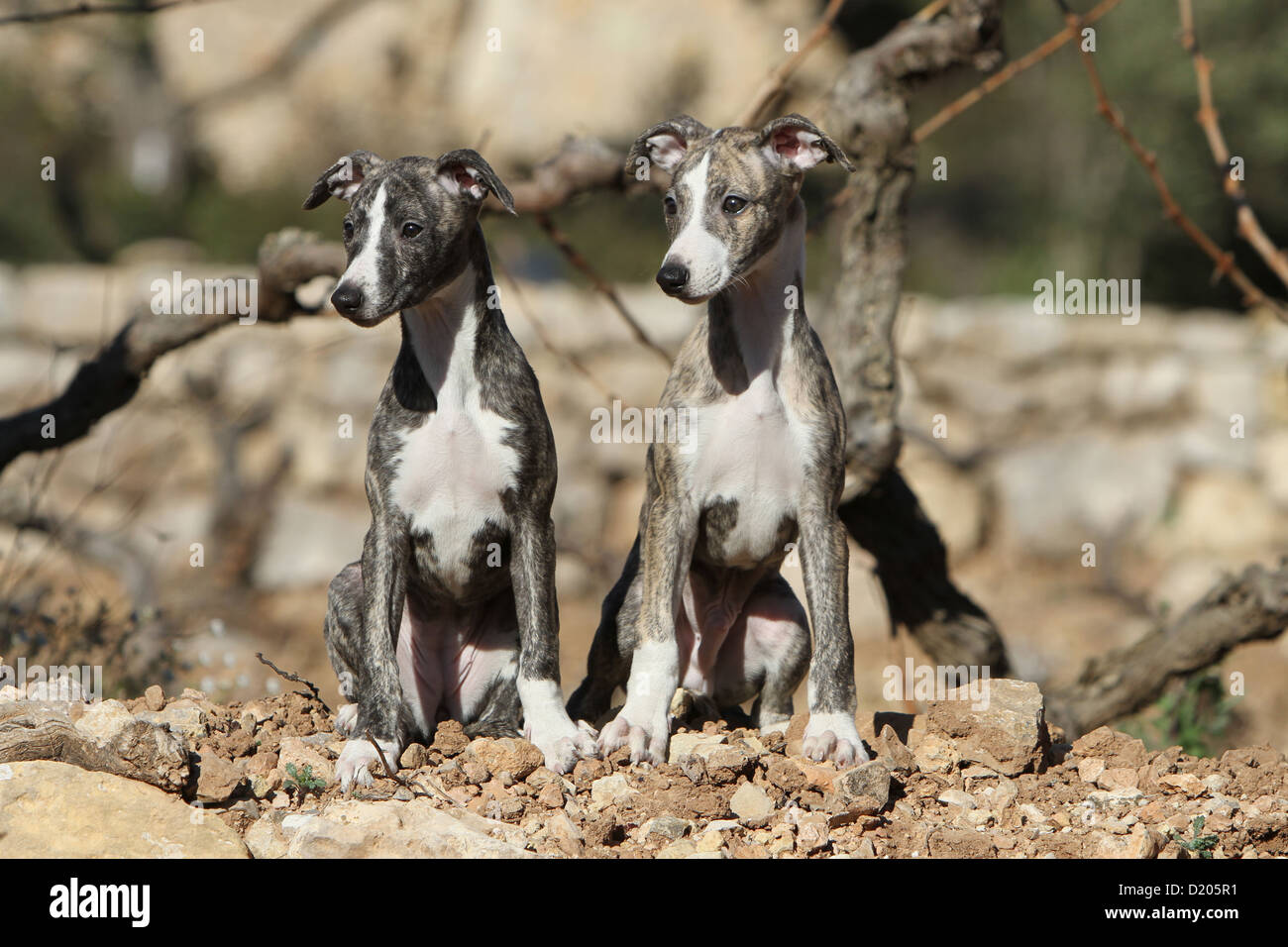 Miniature italian whippet 2025