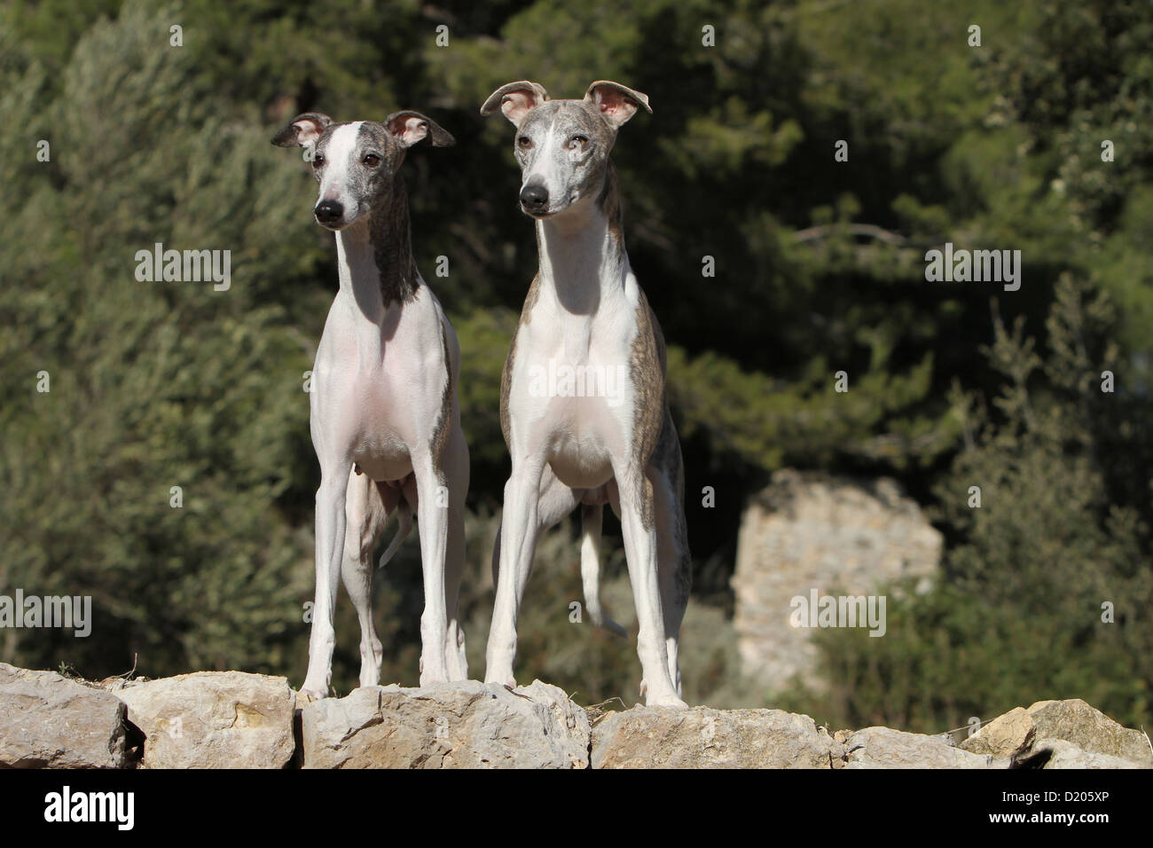 Dog Whippet (English Greyhound Miniature) two adults standing face on a rock Stock Photo