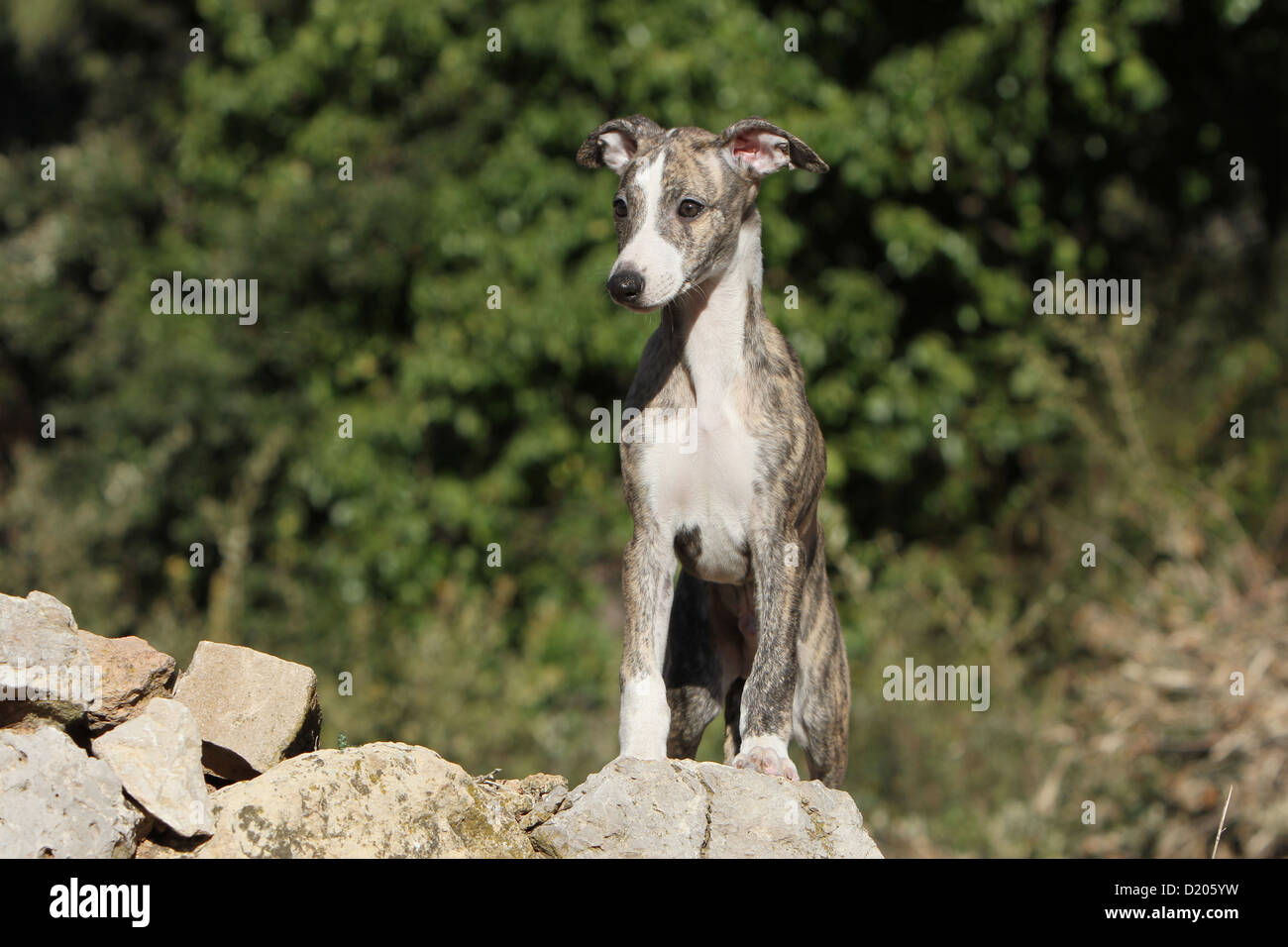 Dog Whippet (English Greyhound Miniature) puppy standing on the rocks