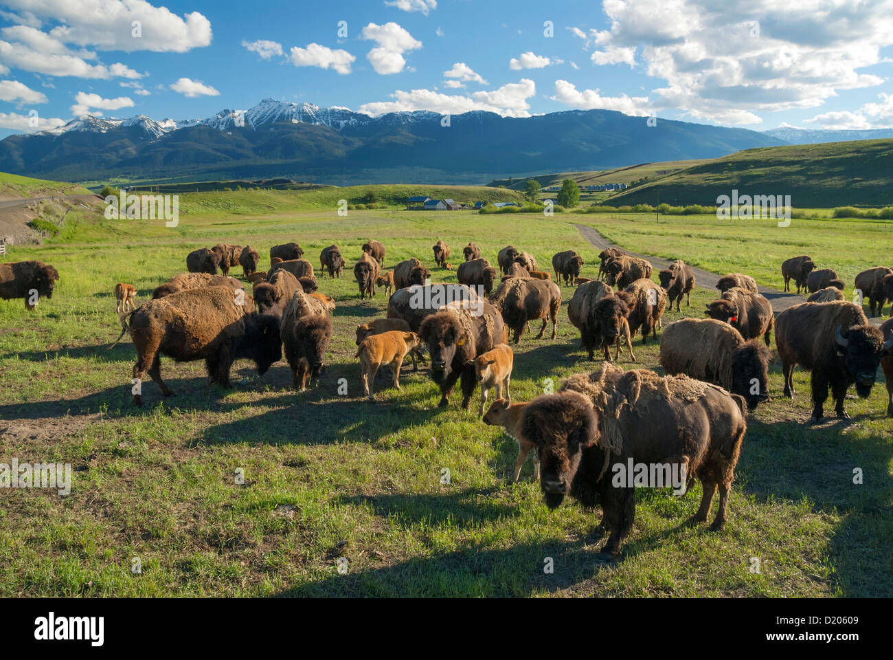 Domestic bison herd and the Wallowa Mountains, Oregon Stock Photo Alamy