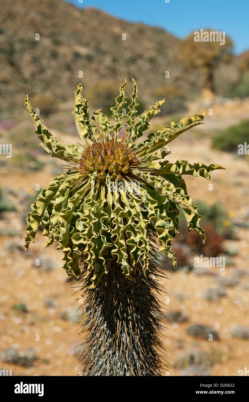Halfmens mit Blütenstand (Pachypodium namaquanum), Apocynaceae, Goegap Nature Reserve, Namaqualand, South Africa Stock Photo