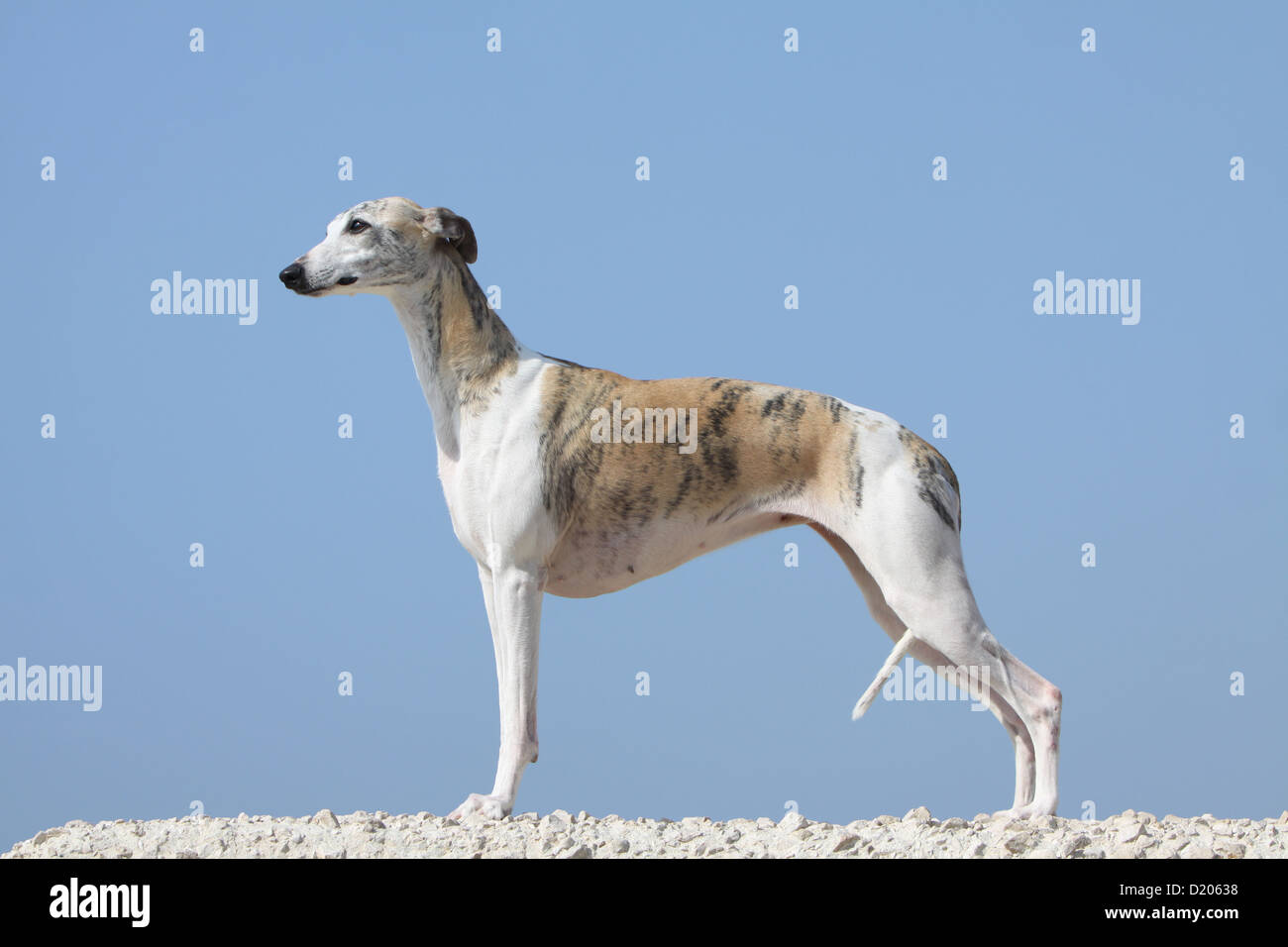 Dog whippet english greyhound miniature hires stock photography and